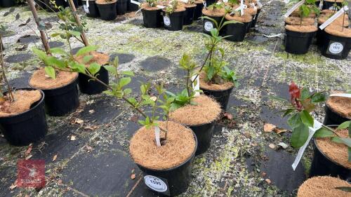 3 SYRINGA X JOSIFLEXA 'BELLICENT'