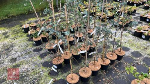 6 EUCALYPTUS GUNNII TREES