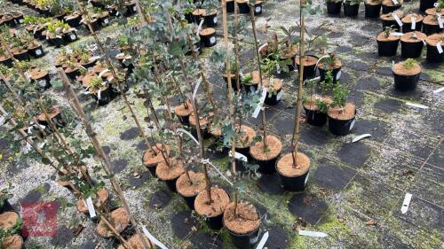 5 EUCALYPTUS GUNNII TREES