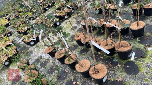 5 EUCALYPTUS GUNNII TREES