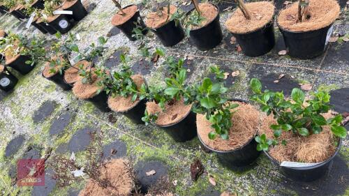7 ESCALLONIA 'PEACH BLOSSOM'
