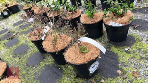 3 LEPTOSPERMUM 'BURGANDY QUEEN'