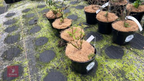 4 ESCALLONIA 'PEACH BLOSSOM'