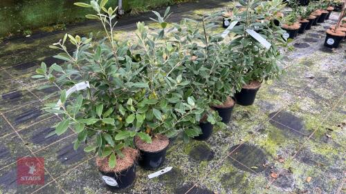 5 PITTOSPORUM BUCHANANII EVERGREENS