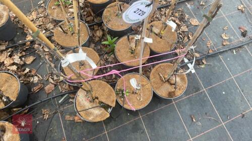 3 APPLE TREES 'SUNSET'