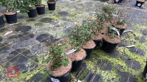 9 FUCHSIA MAGELLANICA 'RICARTONII'