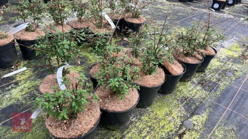 9 FUCHSIA MAGELLANICA 'RICARTONII'