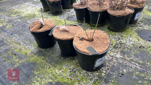 3 VITEX AGNUS-CASTUS LATIFOLIA