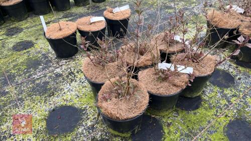 6 FUCHSIA MAGELLANICA 'VERSICOLOR'