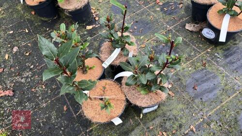 4 LAURUS NOBILIS SHRUBS