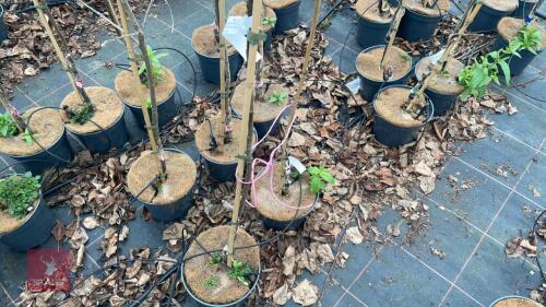 2 APPLE TREES 'WILLIAM CRUMP'