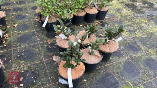 5 LAURUS NOBILIS SHRUBS