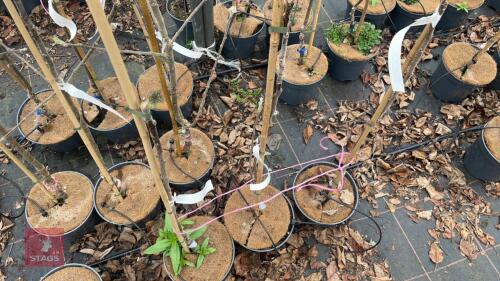 3 APPLE TREES 'WINTEM GEM'