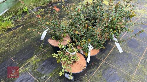7 UGNI MOLINAE SHRUBS
