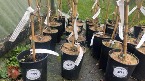6 WISTERIA SINENSIS 'AMETHYST' CLIMBER
