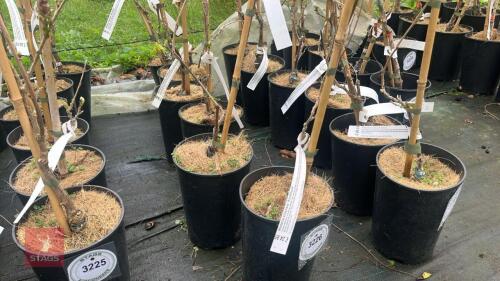 6 WISTERIA SINENSIS 'AMETHYST' CLIMBER