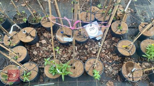 3 APPLE TREES 'WINTER GEM'