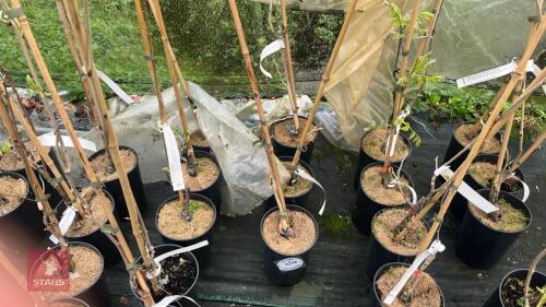 3 WISTERIA SINENSIS 'JAKO' CLIMBERS