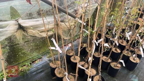 5 WISTERIA FLORIBUNDA 'MACROBOTRYS'