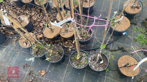 2 APPLE TREES 'ELLISONS ORANGE'