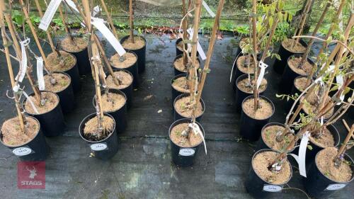 5 WISTERIA BRACHYBOTRYS 'SHIRE KAPITAN'