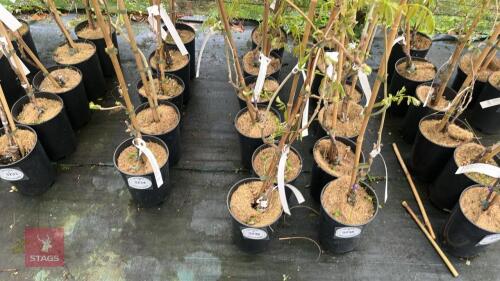 6 WISTERIA FLORIBUNDA 'ROYAL PURPLE'