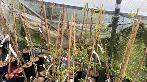 6 WISTERIA FLORIBUNDA 'ROYAL PURPLE'
