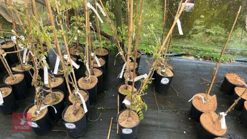 6 WISTERIA FLORIBUNDA 'ROYAL PURPLE'