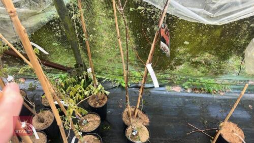 2 MIXED TREES