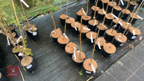 5 GINGKO BILOBA 'TIT' TREES