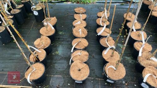 7 GINGKO BILOBA 'AUTUMN GOLD' TREES