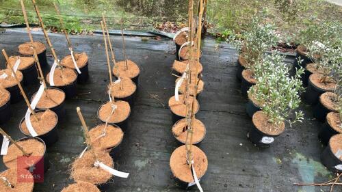 6 GINGKO BILOBA 'SARATOGA' TREES