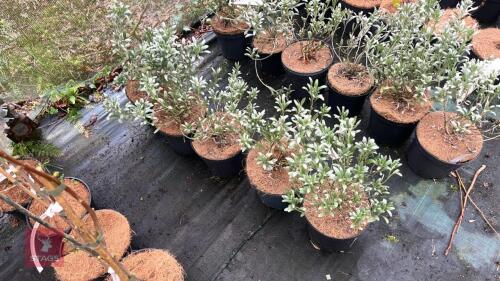 5 CONVOLVULUS CNEORUM SHRUBS