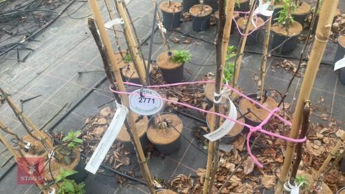 3 APPLE TREES 'KIDDS ORANGE RED'