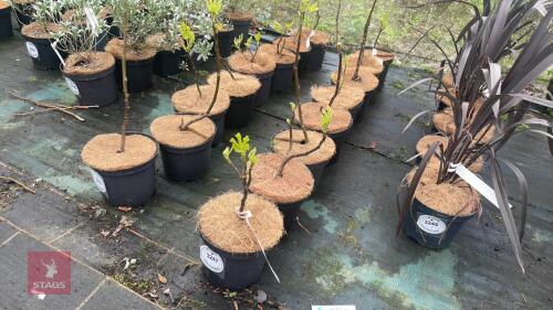 8 FICUS 'BROWN TURKEY' FIGS