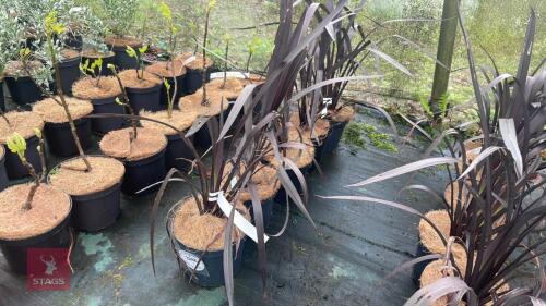 5 PHORMIUM BLACK VELVET SHRUBS