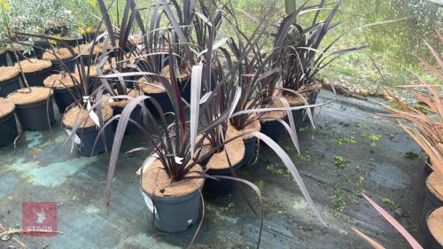 6 PHORMIUM BLACK VELVET SHRUBS
