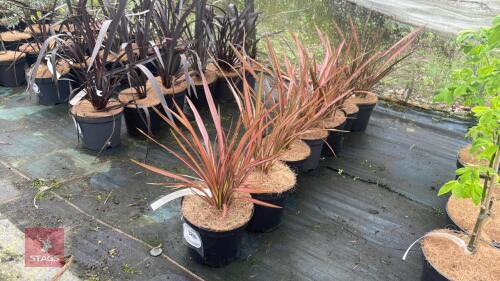7 PHORMIUM 'FLAMIGO' SHRUBS