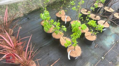 5 LABURNUM X WATERERI 'VOSSII' TREES