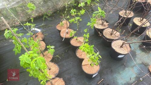 5 LABURNUM X WATERERI 'VOSSII' TREES