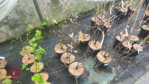 3 AMELANCHIER CANADENSIS SHRUBS