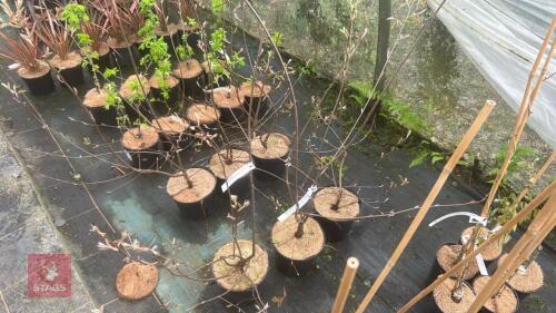 3 AMELANCHIER CANADENSIS SHRUBS