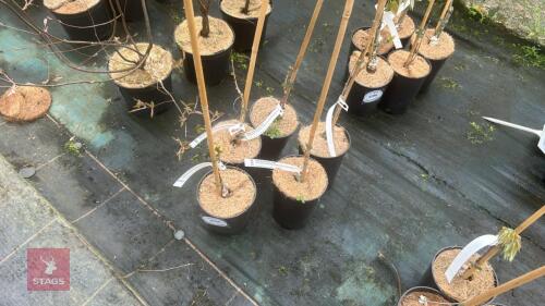 5 WISTERIA FLORIBUNDA 'ALBA' CLIMBERS