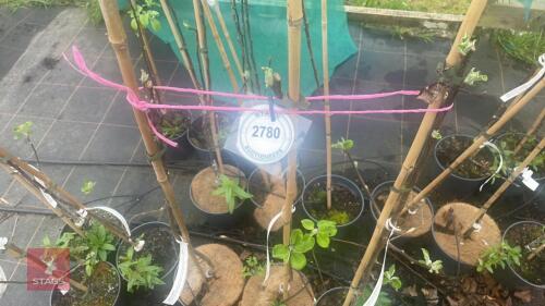 3 APPLE TREES 'SPARTAN'