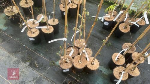 6 WISTERIA BRACHYBOTRYS SHIRO-KAPITAN