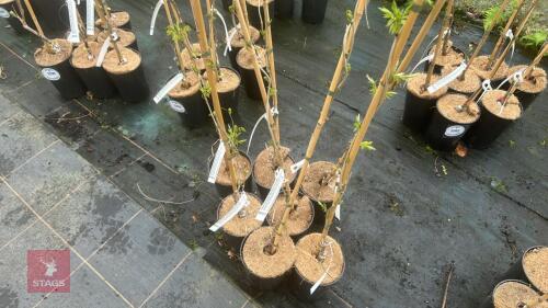 7 WISTERIA 'FLORIBUNDA' NANA RICHINS