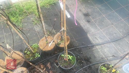 1 APPLE TREE 'ADAMS PEARMAIN'