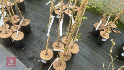 6 WISTERIA 'FLORIBUNDA NANA RICHINS
