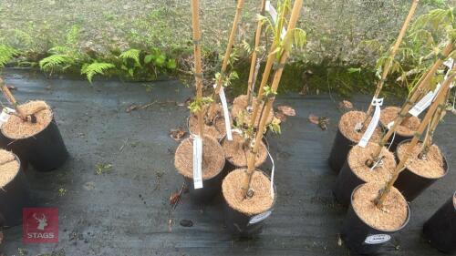 5 WISTERIA FLORIBUNDA 'ROYAL PURPLE'