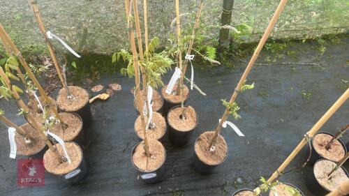 6 WISTERIA FLORIBUNDA 'ROYAL PURPLE'